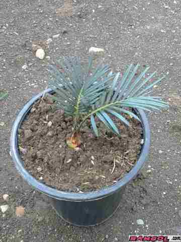 فروش نخل تزئینی سیکاس (کوچک)